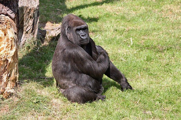 Gorila en el Jardín Zoológico de Jersey