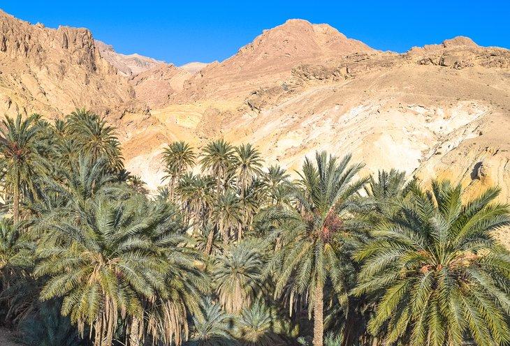 Oasis de Chebika