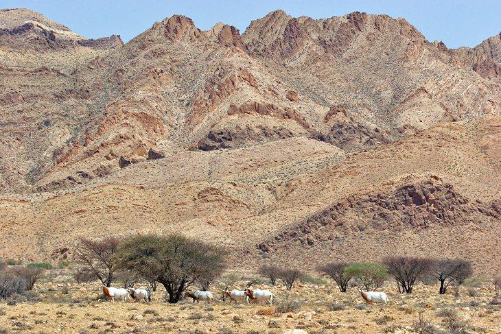 Oryx de cuernos en cimitarra en el Parque Nacional Bou-Hedma