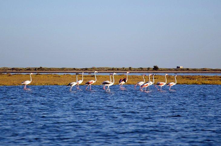 Flamencos en Ras Rmal
