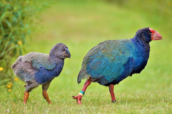 Takahe au Sanctuaire Orokonui