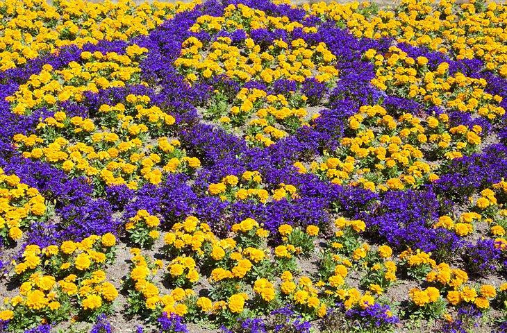 Affichage floral au Jardin Botanique de Dunedin