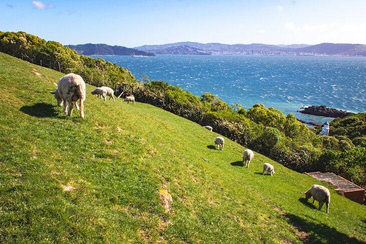 Moutons sur l'île Matiu