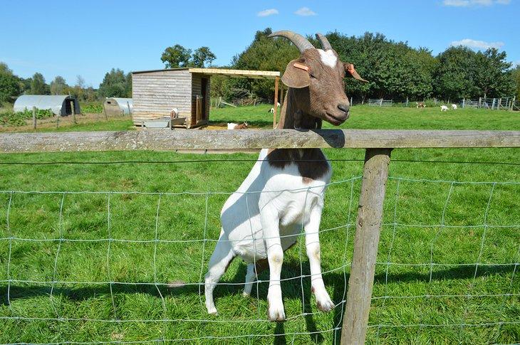 Granja de Actividades Willows
