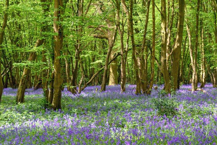 Campanillas en el Bosque de Heartwood