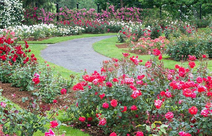 Un sendero a través del Jardín de Rosales Owen