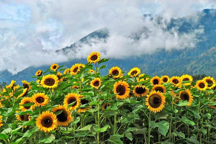 Tournesols à Abbotsford