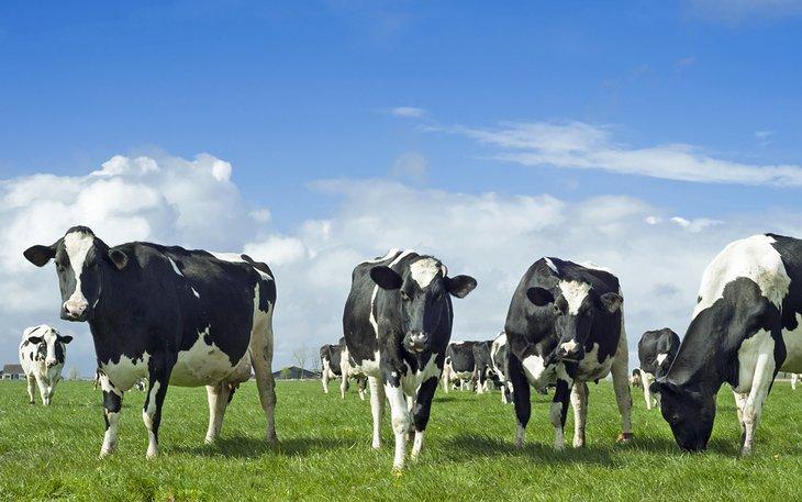 Vaches Holstein Friesian