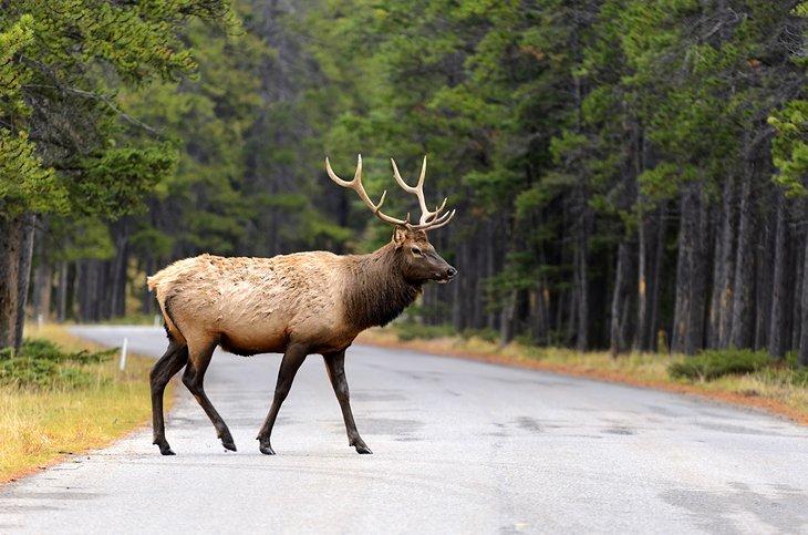 Élan mâle traversant la route près de Banff