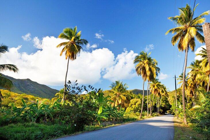 Fig Tree Drive