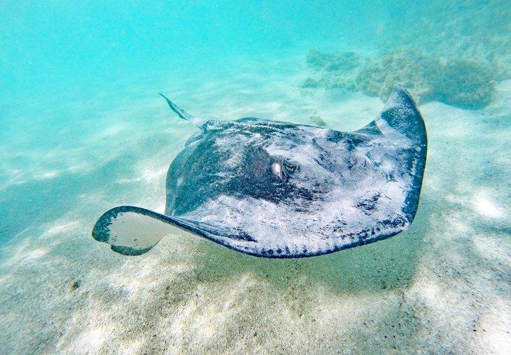 Ciudad de las Mantarrayas