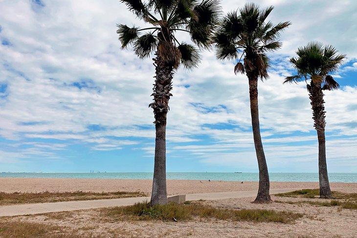 Palmiers sur North Beach