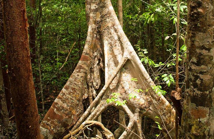 Reserva y Sendero Mastic