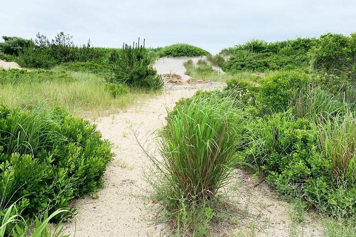 Dunas de arena en el Parque Estatal Hammonasset Beach