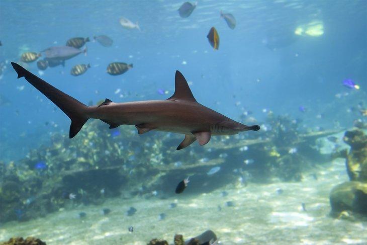 Tiburón martillo