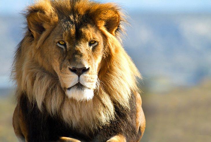 León macho
