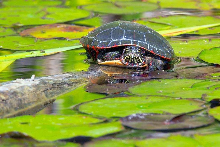 Tortuga en el parque Don Valley Brickworks