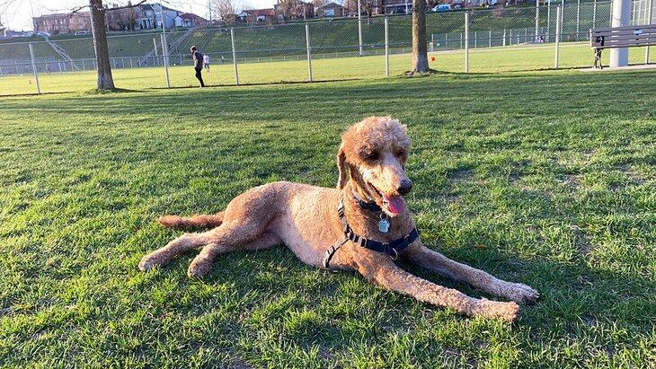 Perro en Christie Pits park