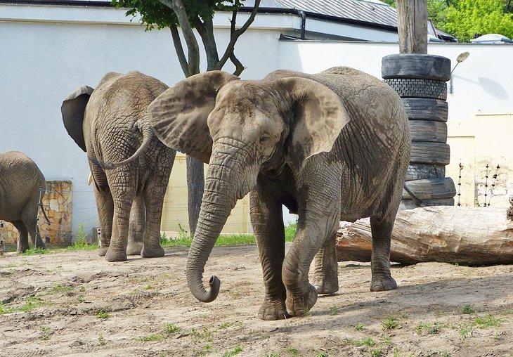 Elefantes en el Zoológico Higashiyama