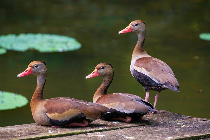 Canards siffleurs à ventre noir au Pointe-a-Pierre Wildfowl Trust