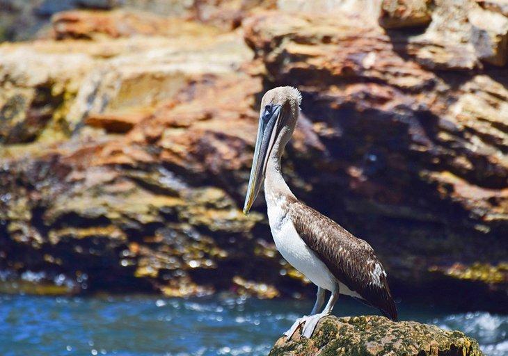 Pélican brun sur les rochers près de la baie de Macqueripe