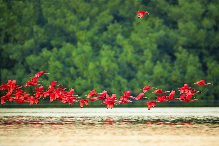 Ibis écarlate volant au-dessus du fleuve Caroni