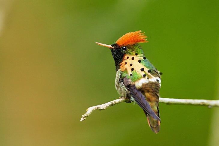Colibri à houppe au Asa Wright Nature Center