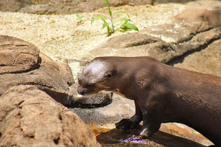 Loutre de rivière au zoo d'Emperor Valley, Trinidad
