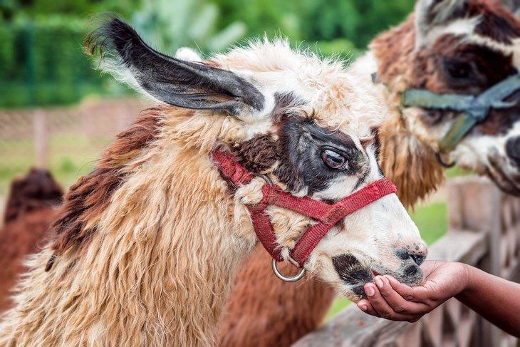 Donner à un lama au Safari Eco Park