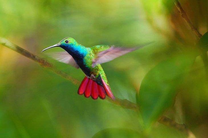 Colibri à gorge noire planant dans la réserve forestière de Main Ridge