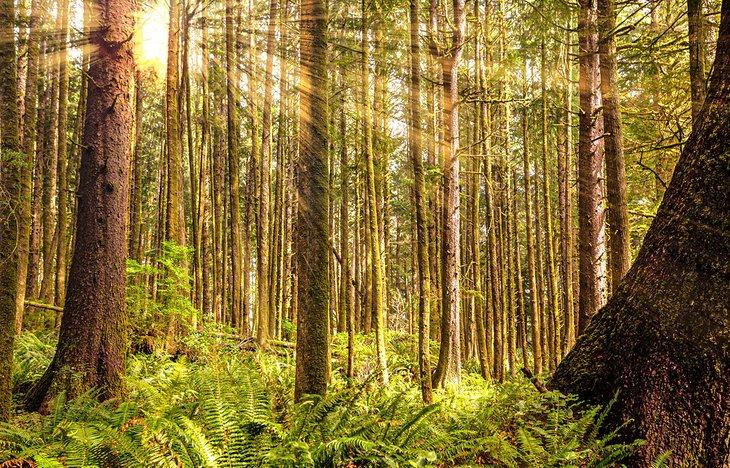 La luz del sol filtrándose a través del Bosque Nacional Olímpico