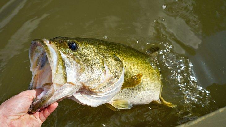 Lubina de boca grande, un pez popular para atrapar en el lago Black
