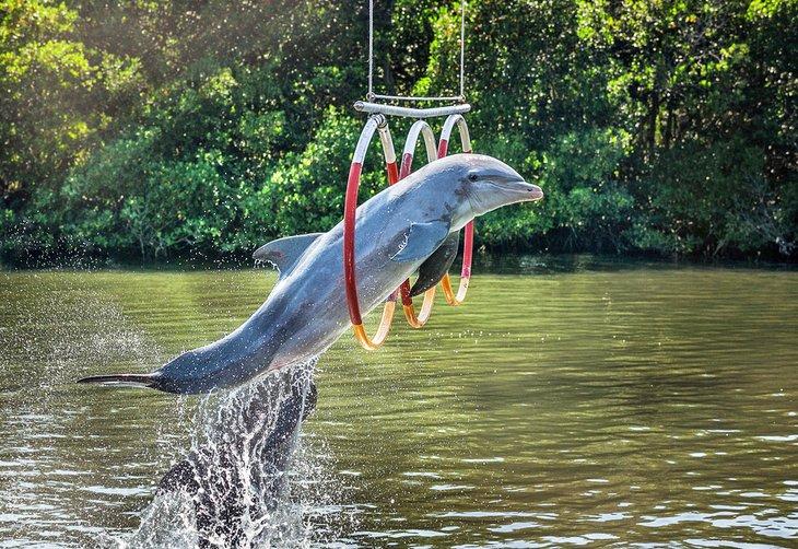 Delfín saltando a través de aros en el Delfinario