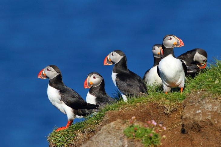 Macareux sur les falaises de Latrabjarg
