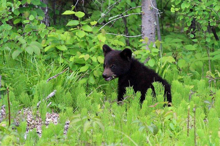 Ourson dans le parc provincial de Whiteshell