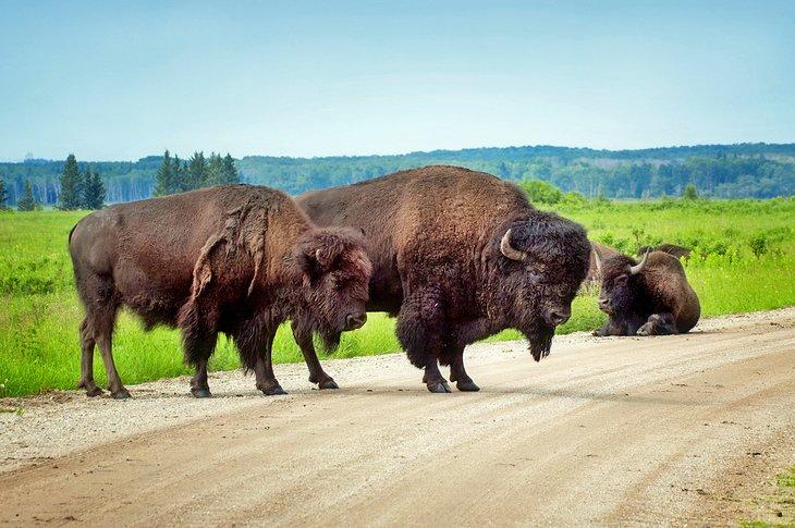 Bison au parc national de Riding Mountain