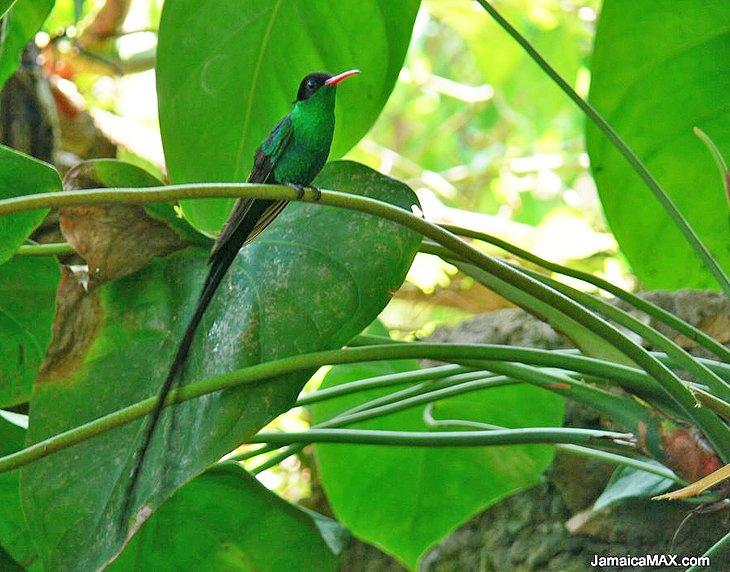 Santuario de Aves Rocklands