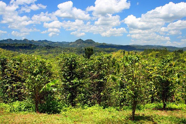 Plantación Croydon
