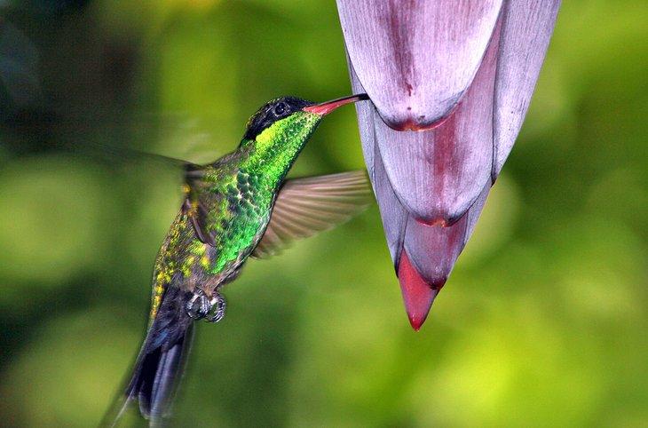 Alimentando colibríes de flores tropicales en Montego Bay