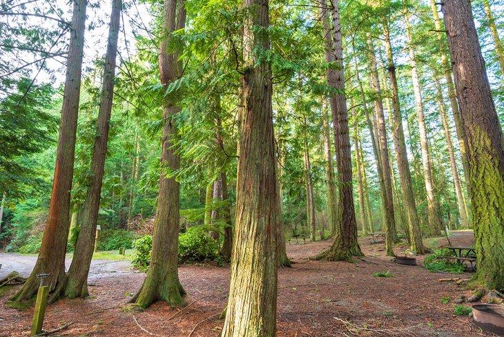 Sitios de Camping en Washington Park