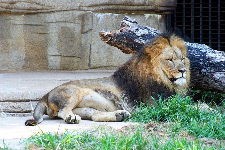 León en el zoológico de Tulsa