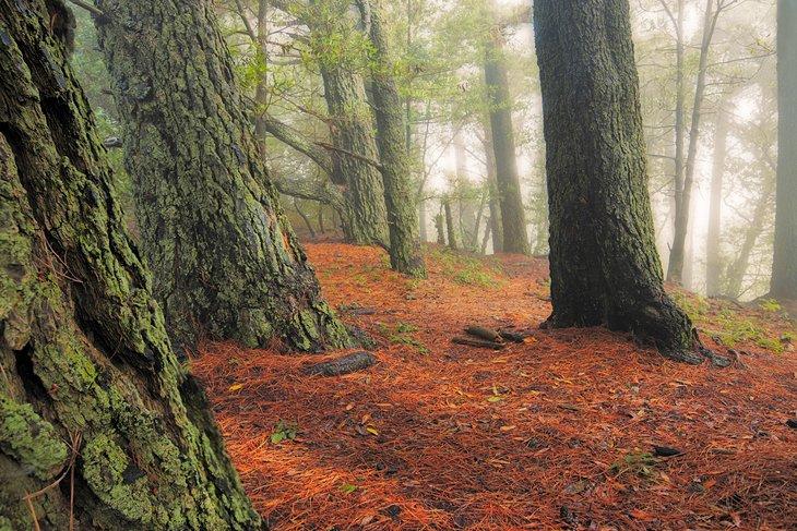 Bosques tranquilos del Parque Regional Tilden