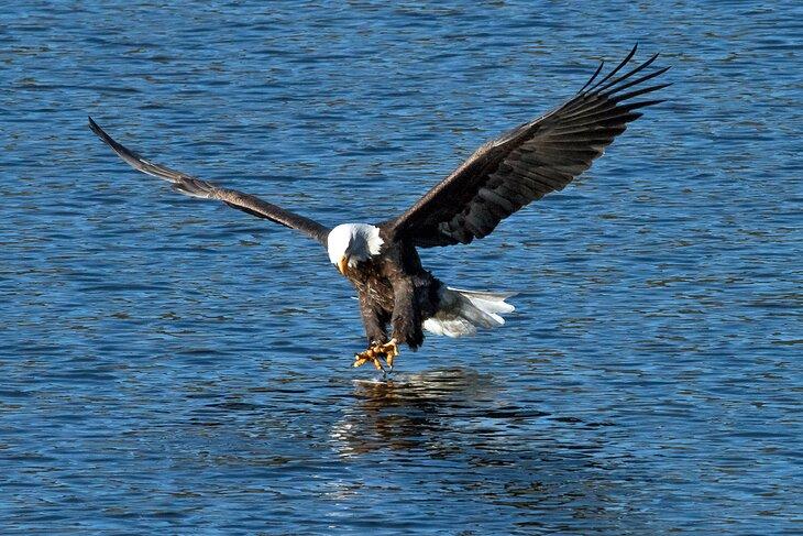 Aguila real en el Lago Coeur d'Alene
