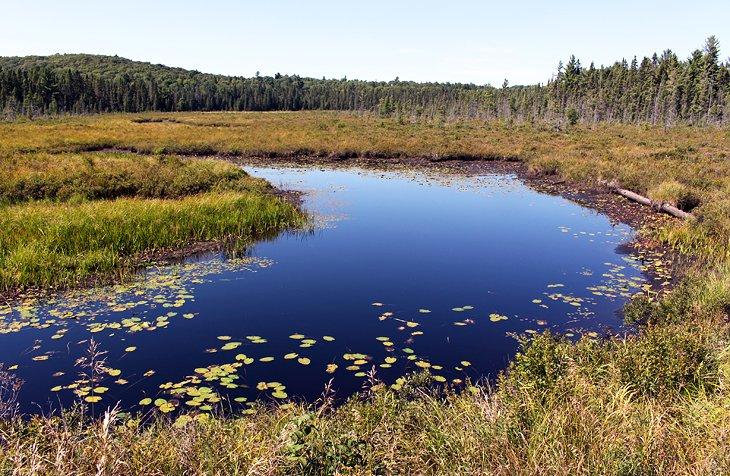 Pasarela de Spruce Bog