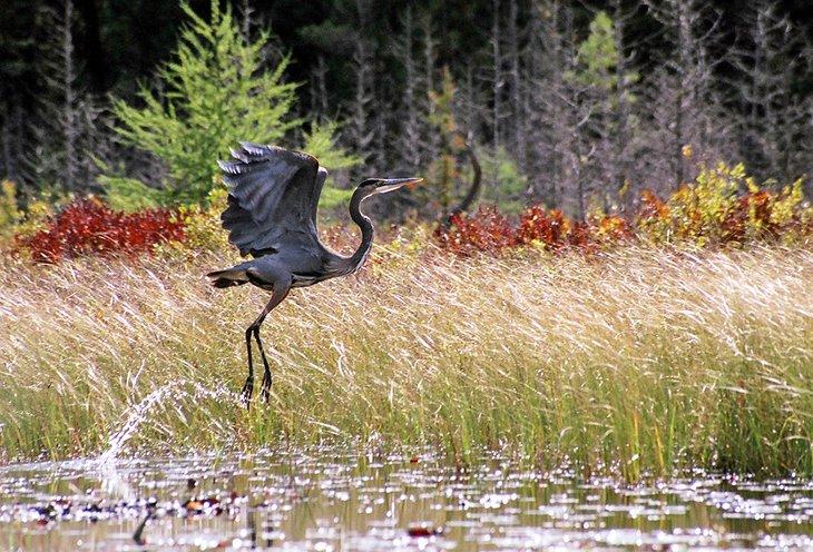 Garza en el Parque Provincial Algonquin