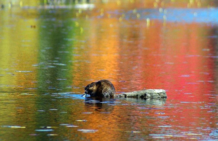 Sendero Beaver Pond