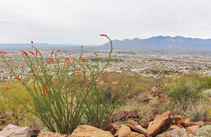 Tumamoc Hill Trail |  Foto Copyright: Lana Law