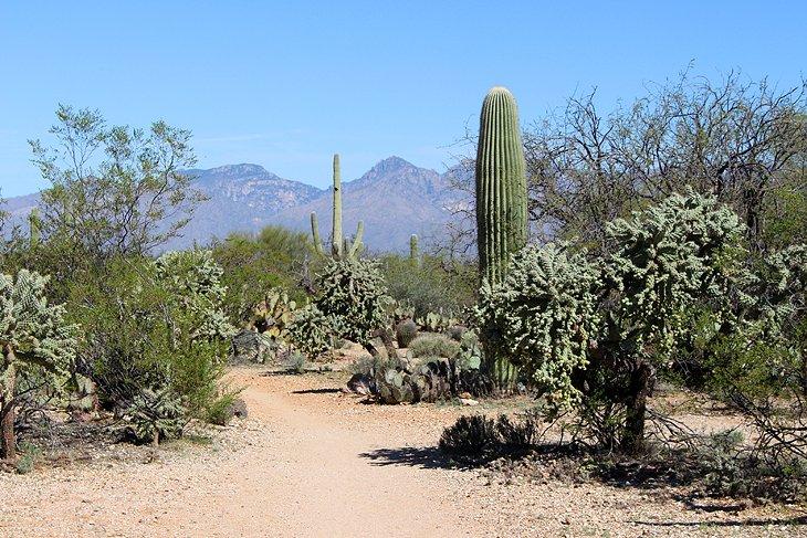 Cactus Forest Trail |  Foto Copyright: Lana Law