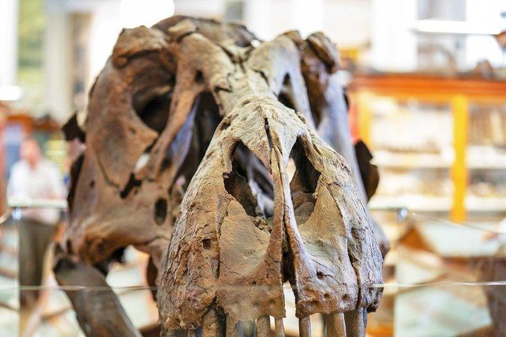 Fósil en el Museo Sedgwick de Ciencias de la Tierra