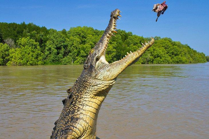 Un cocodrilo saltando en el río Adelaide